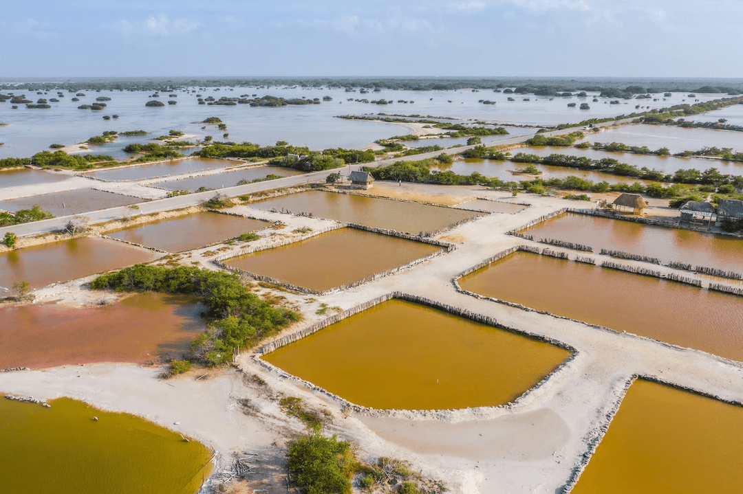 Constructed wetlands