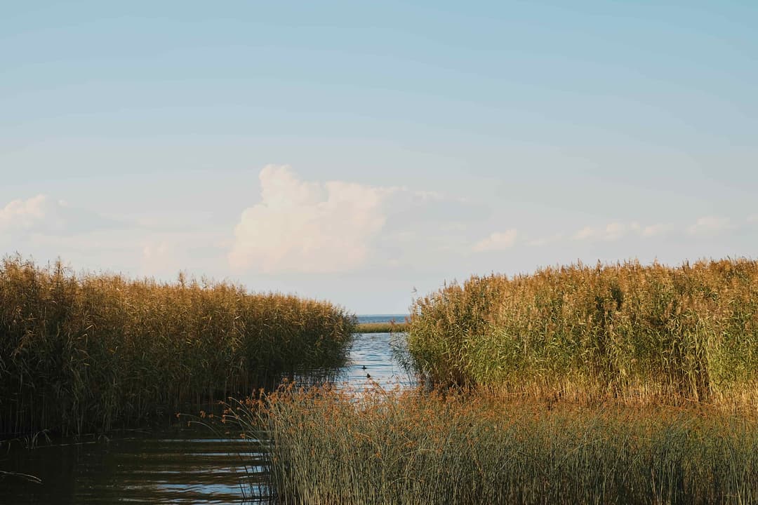 Floating Reed-Beds (Lake/Pond Rejuvenation)