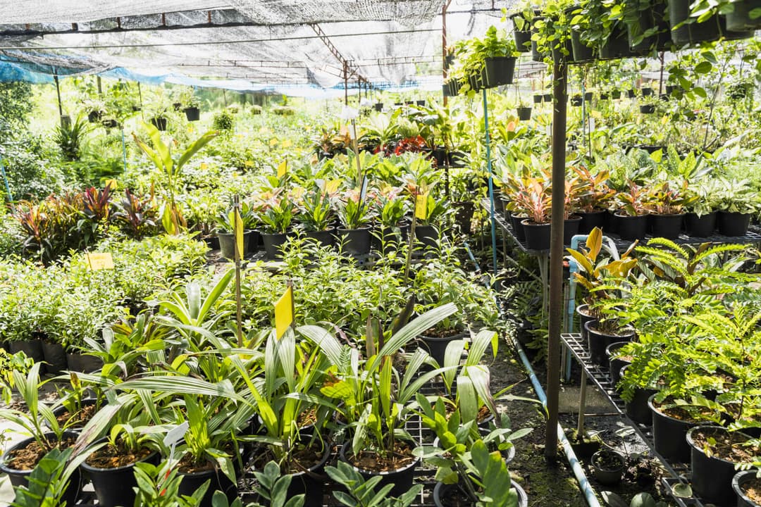 Phyto Trenches/ Phyto Gardens