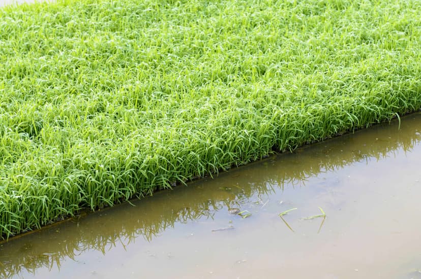 Treatment of 7000 lpd Industrial Laundry Effluent through Reed-beds